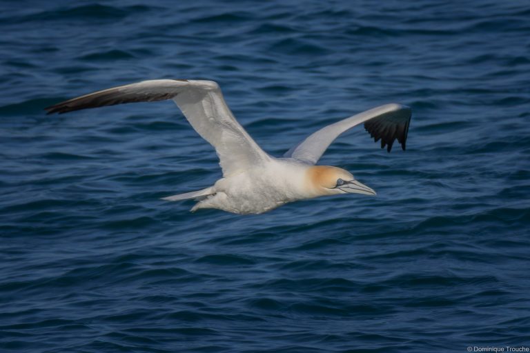 le Fou de bassan décolle
