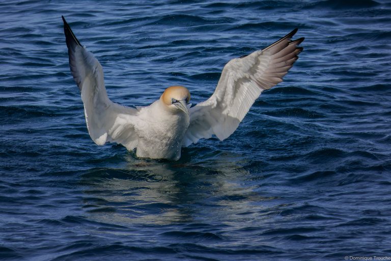 Le Fou de bassan s'ébroue