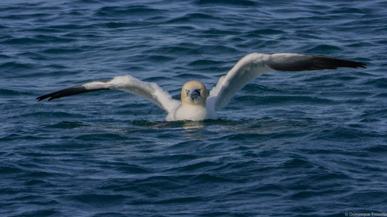 Le Fou de bassan s'ébroue