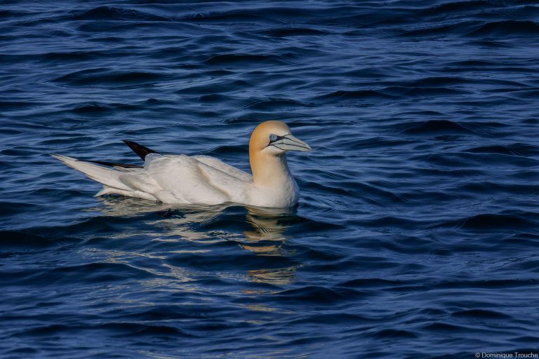 le Fou de bassan se prépare à décoller