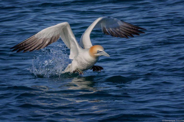 le Fou de bassan décolle