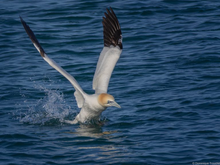le Fou de bassan décolle