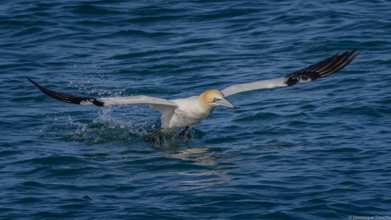 le Fou de bassan décolle