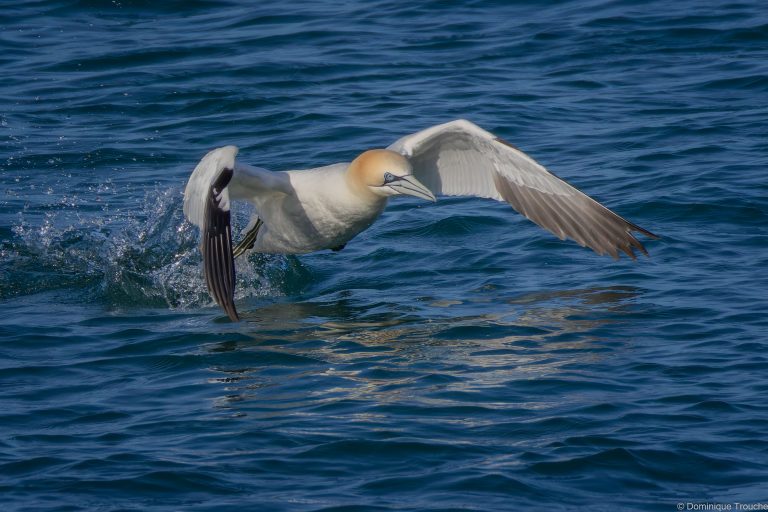 le Fou de bassan décolle