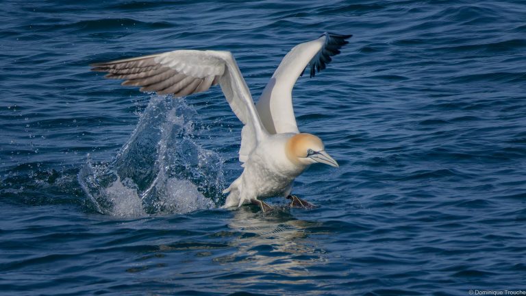 le Fou de bassan décolle