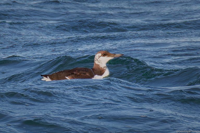 Guillemot de Troïl