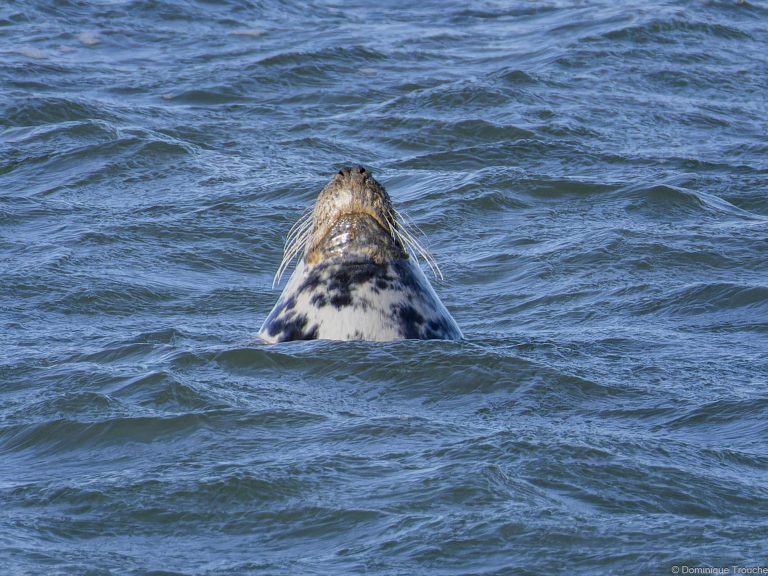 Phoque gris qui "fait la bouteille"