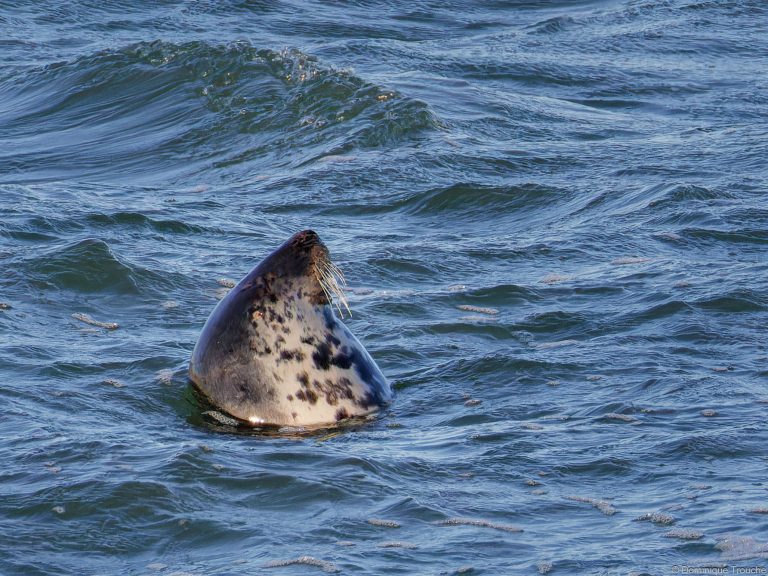 Phoque gris qui "fait la bouteille"
