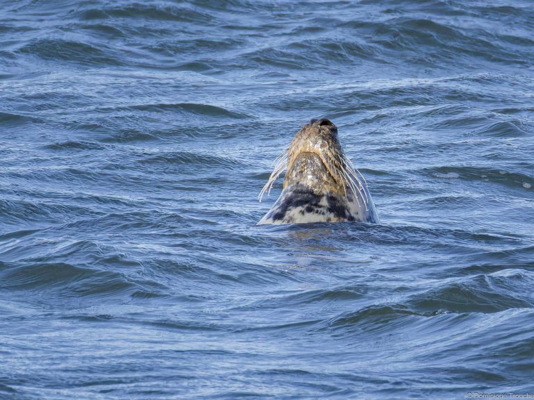 Phoque gris qui "fait la bouteille"