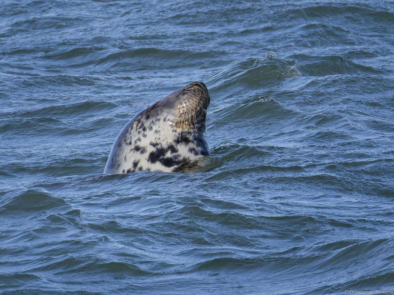 Phoque gris qui "fait la bouteille"