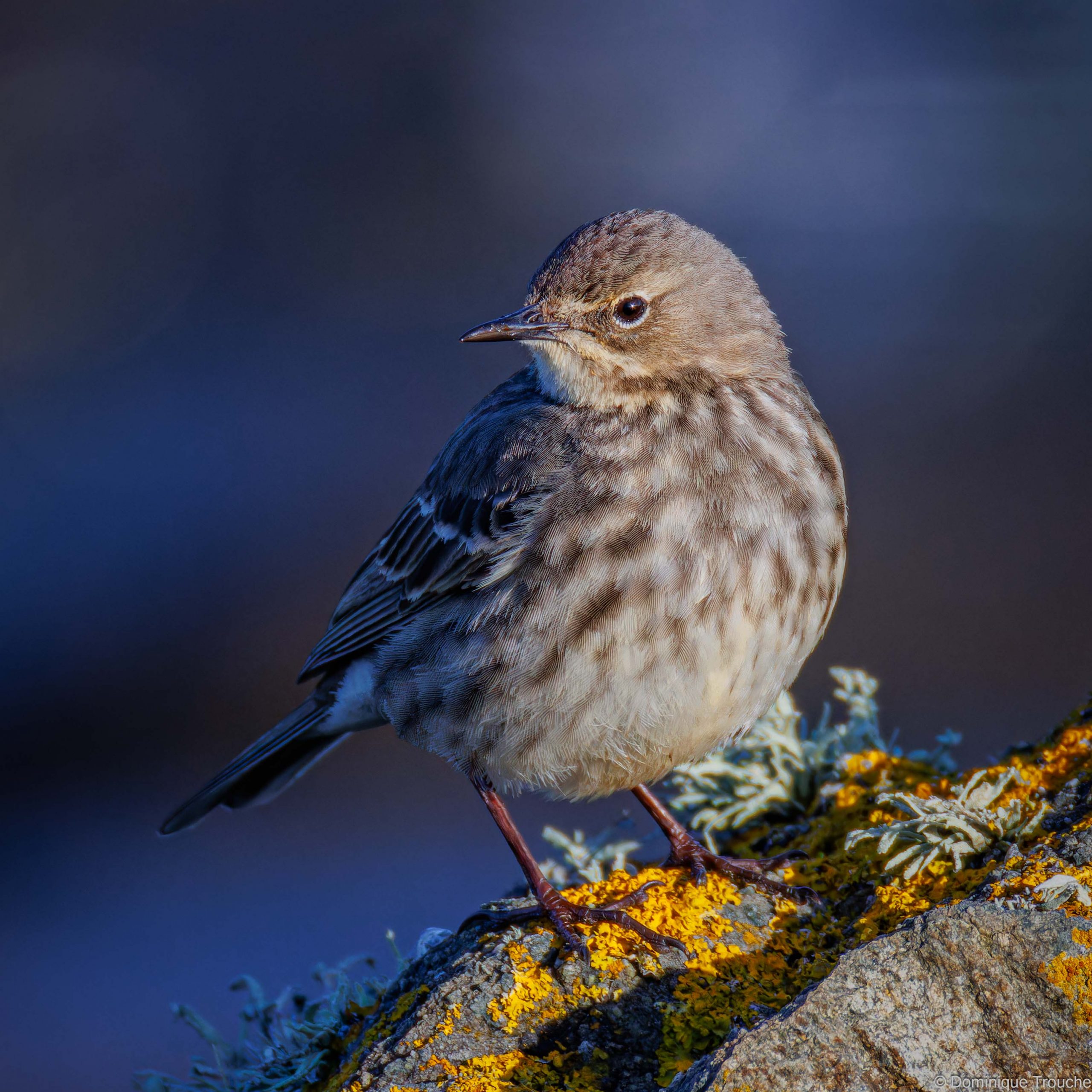 Lire la suite à propos de l’article Portrait de Pipit maritime