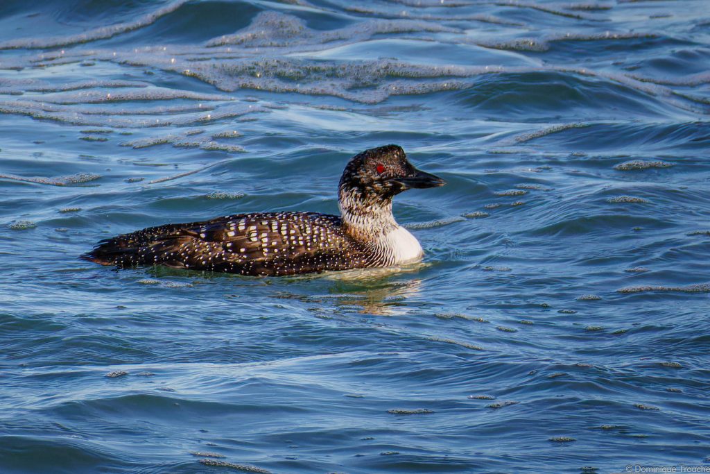 Plongeon imbrin plumage quasi nuptial