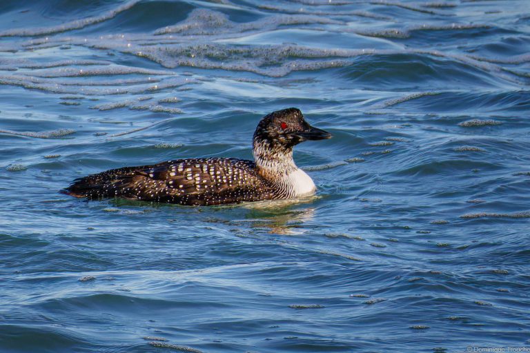 Plongeon imbrin plumage quasi nuptial