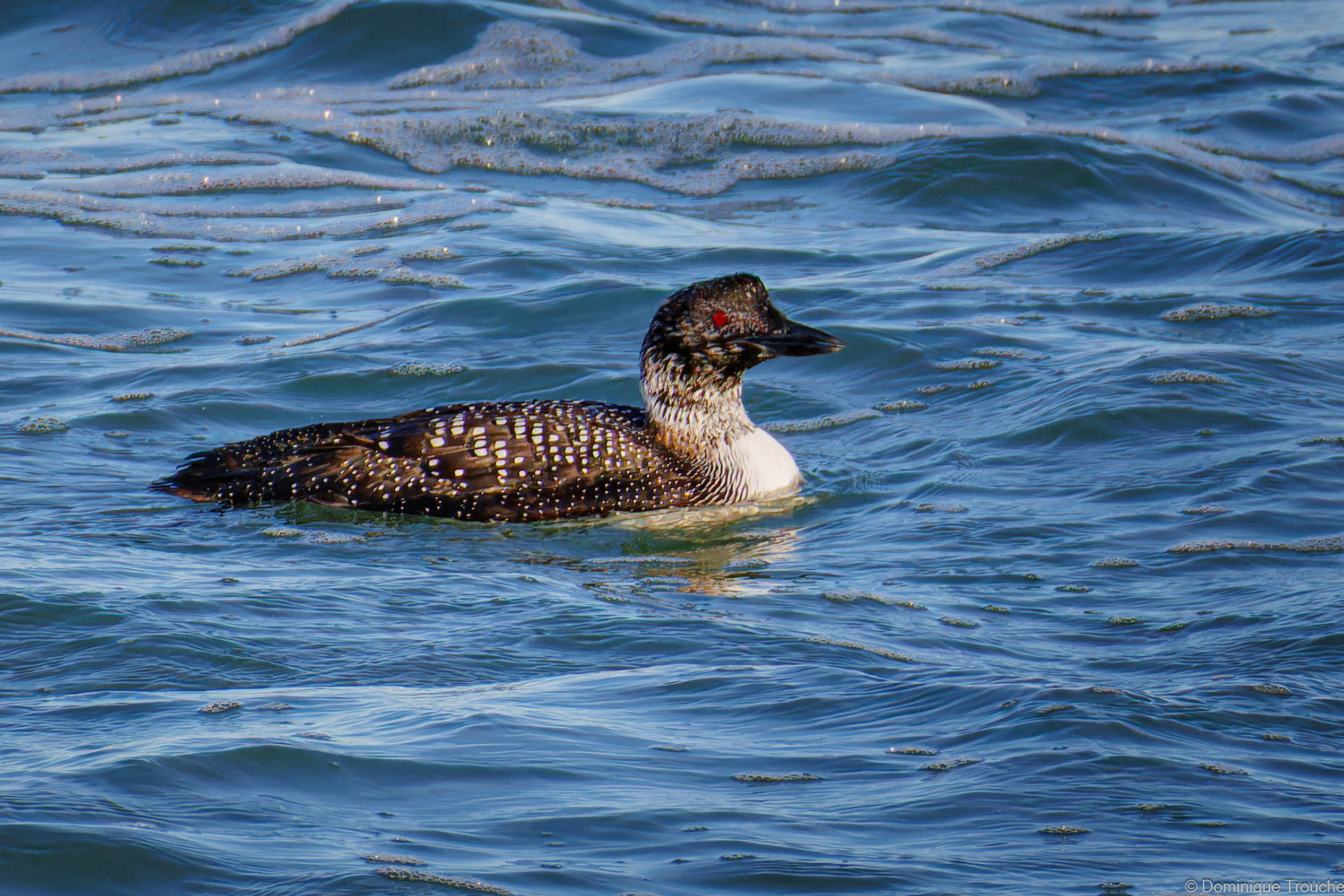 Lire la suite à propos de l’article Les plongeons sont mal connus…