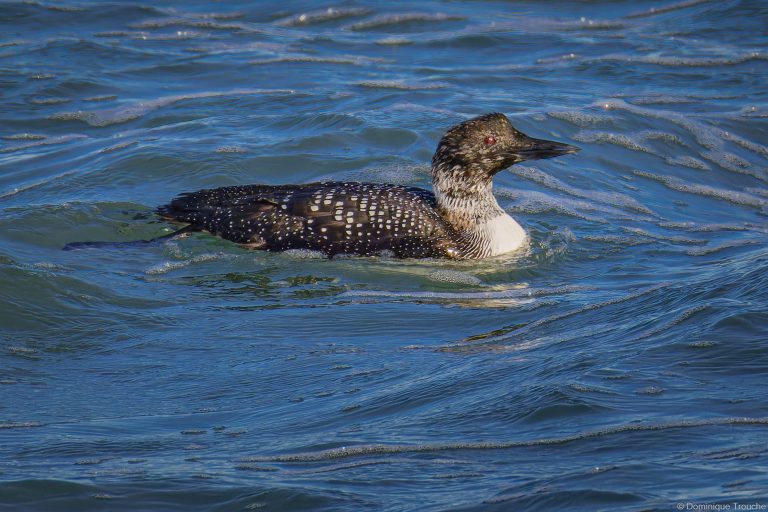 Plongeon imbrin mâle qui "traine" son organe génital