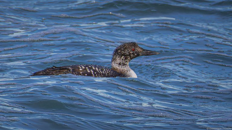 Plongeon imbrin plumage quasi nuptial