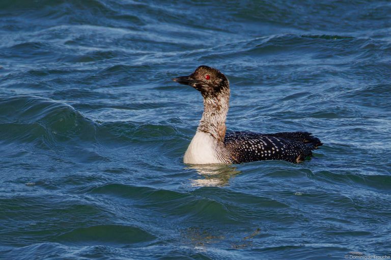 Plongeon imbrin plumage quasi nuptial