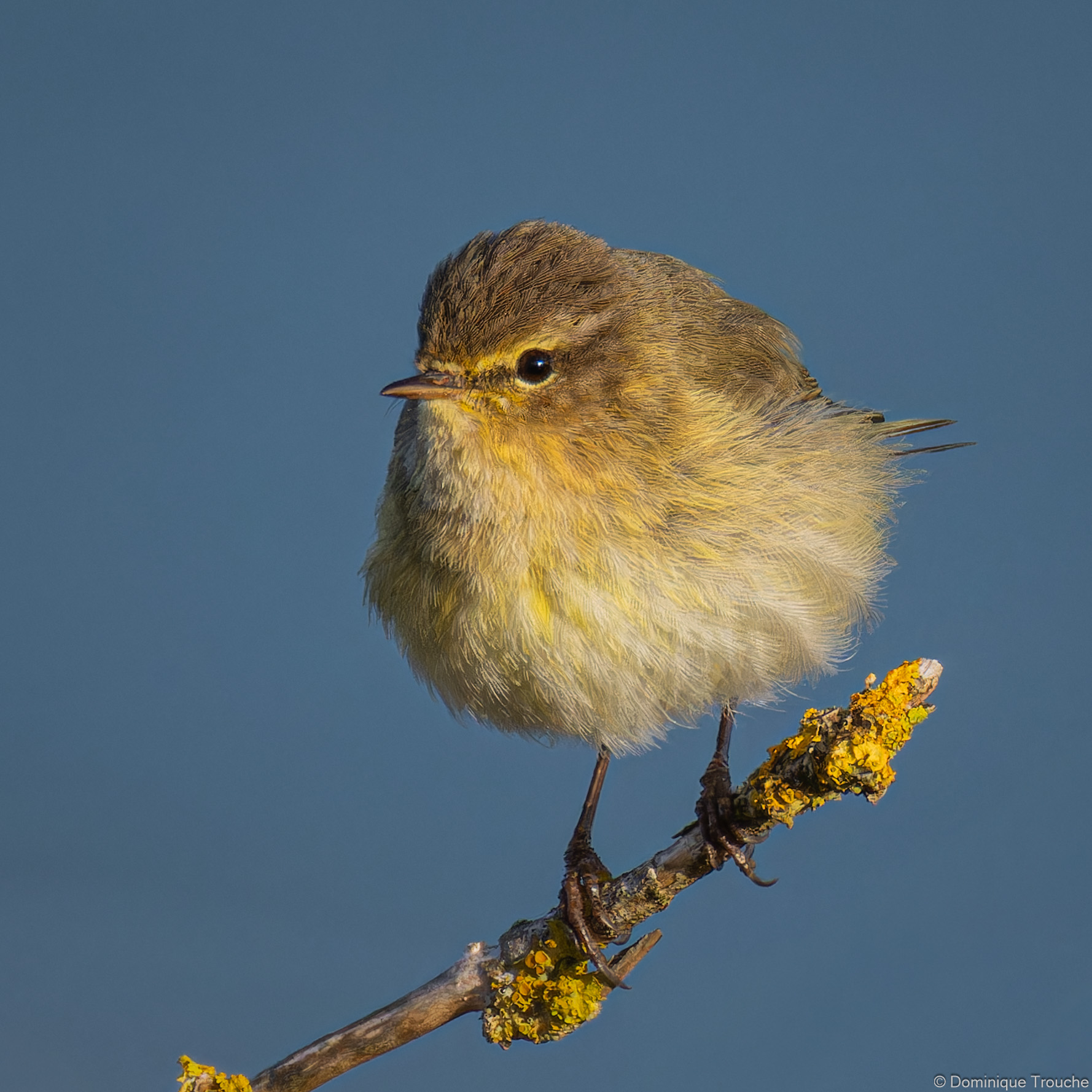 Lire la suite à propos de l’article Portrait de deux passereaux furtifs