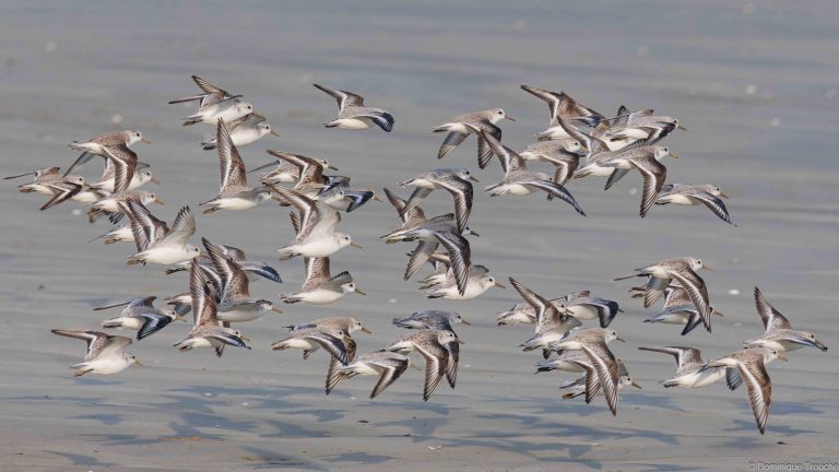 Bécasseaux sanderling