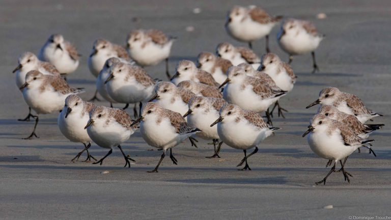 Bécasseaux sanderling