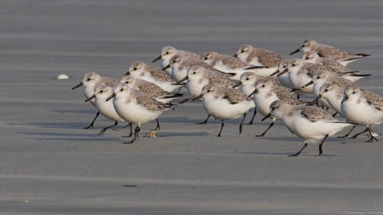 2026 Autour de Trébeurden, bécasseau sanderling-11