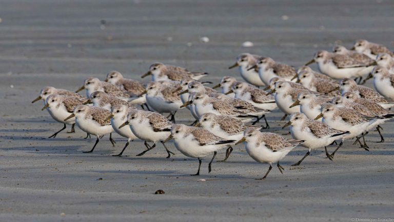 Bécasseaux sanderling