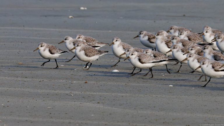 Bécasseaux sanderling