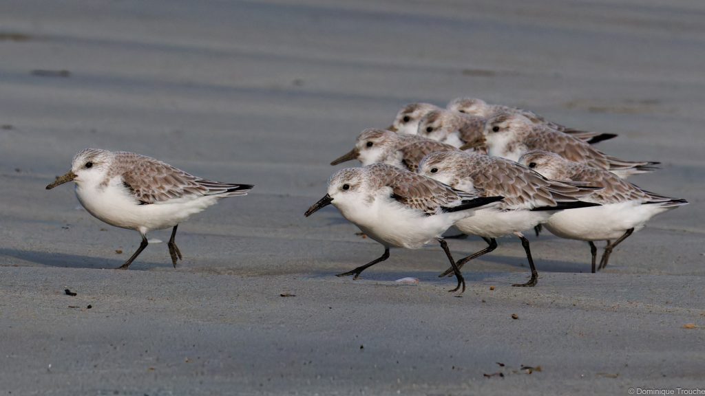 Bécasseaux sanderling