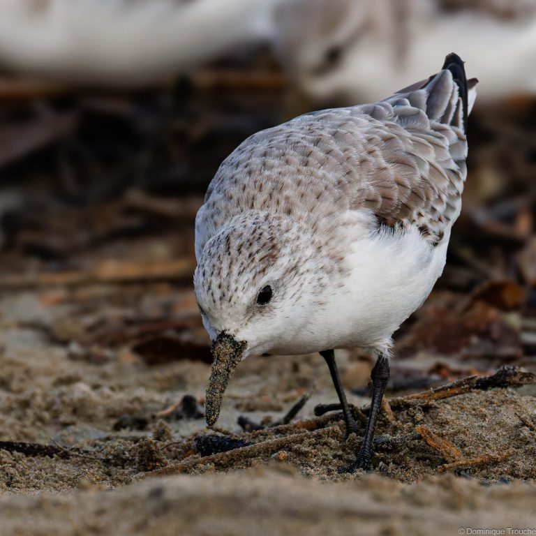 Bécasseaux sanderling