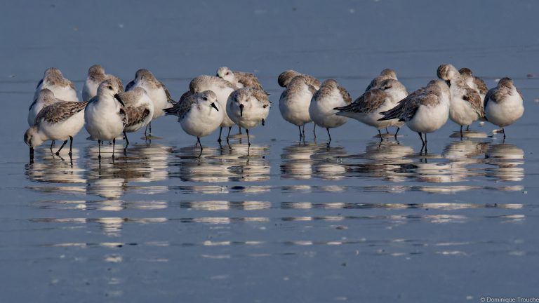 Bécasseaux sanderling
