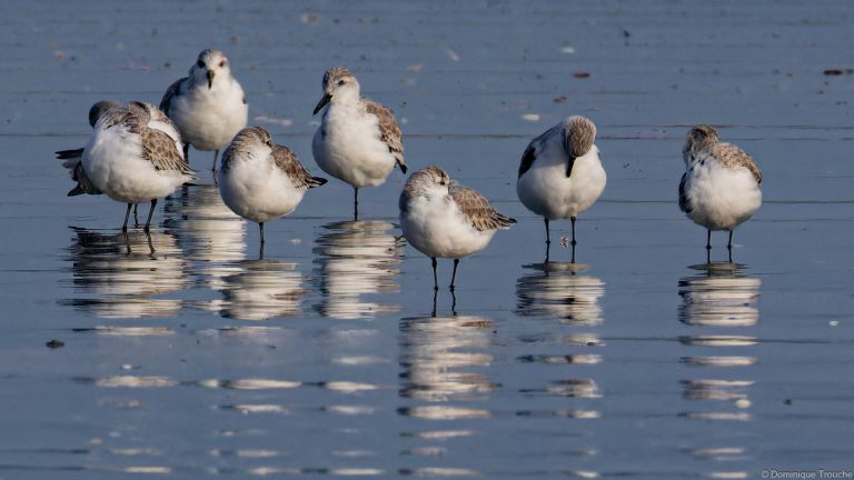 Bécasseaux sanderling