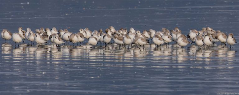 Bécasseaux sanderling