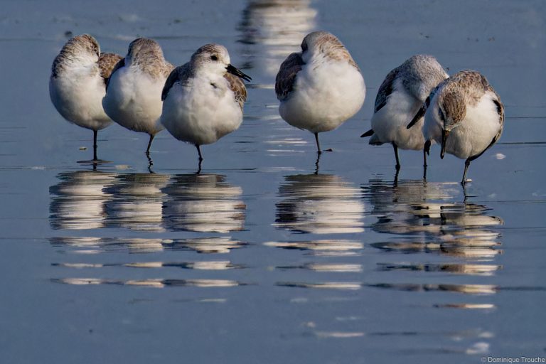 Bécasseaux sanderling