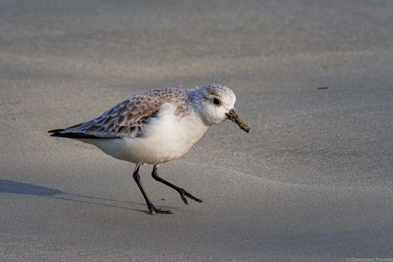 Bécasseaux sanderling