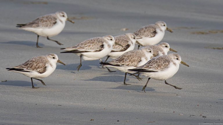 Bécasseaux sanderling