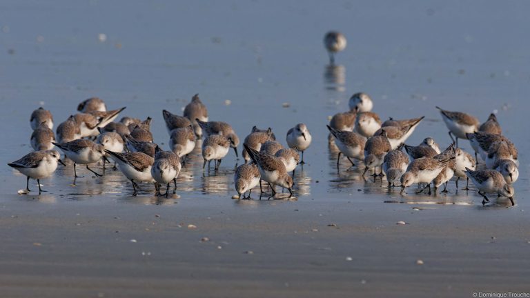 Bécasseaux sanderling