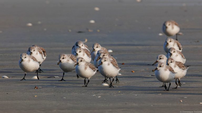 Bécasseaux sanderling