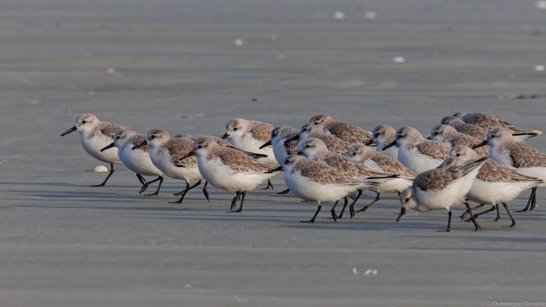 Bécasseaux sanderling