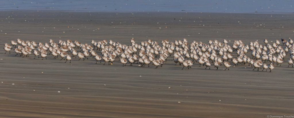 Bécasseaux sanderling