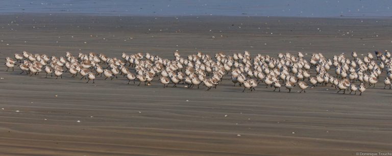 Bécasseaux sanderling