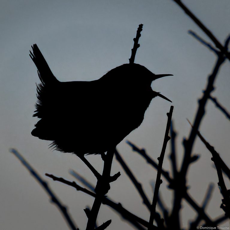 Troglodyte mignon au petit matin