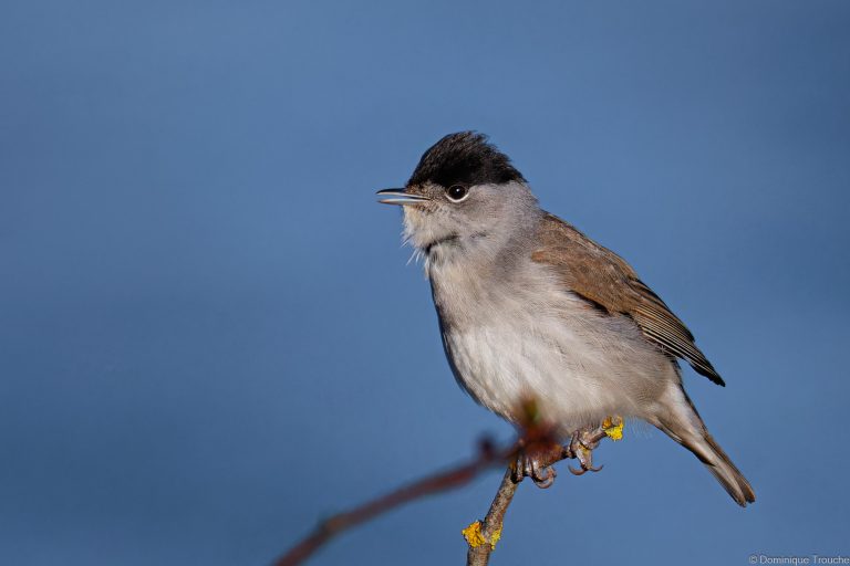 Fauvette à tête noire mâle