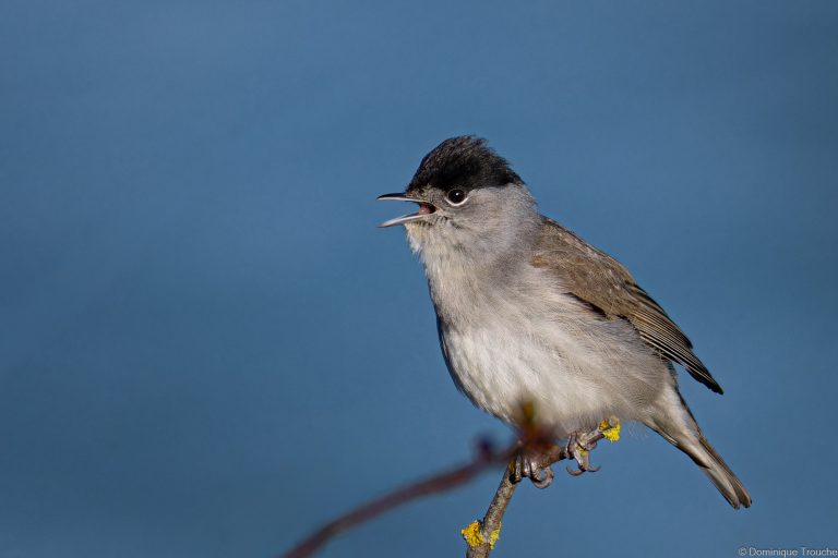 Fauvette à tête noire mâle