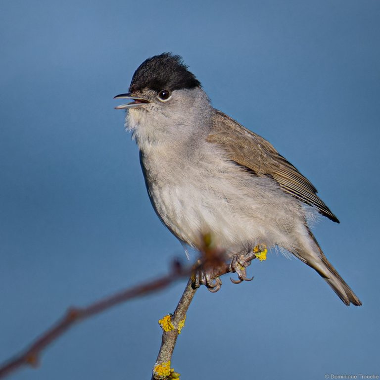 Fauvette à tête noire mâle