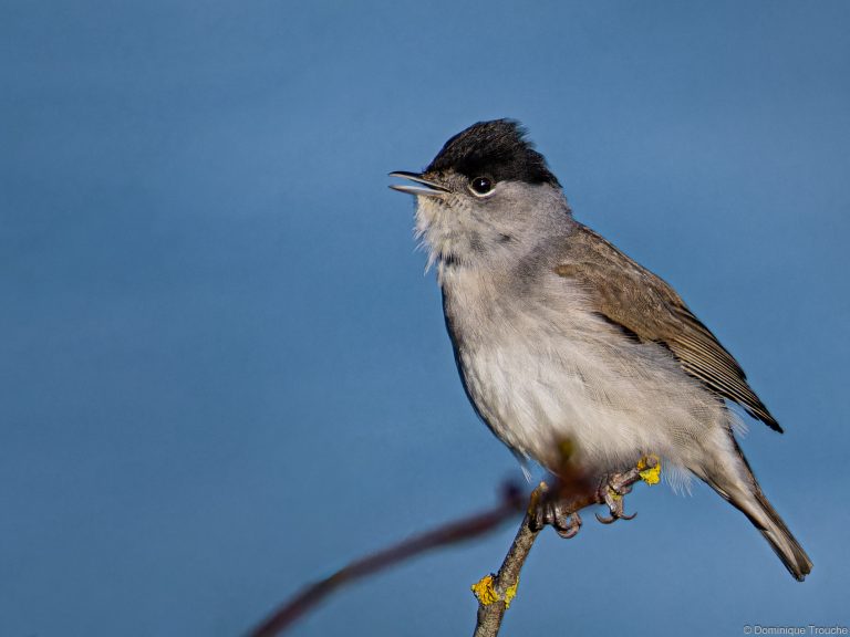 Fauvette à tête noire mâle