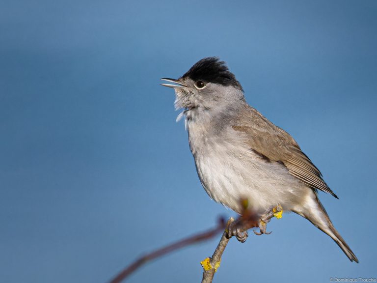 Fauvette à tête noire mâle