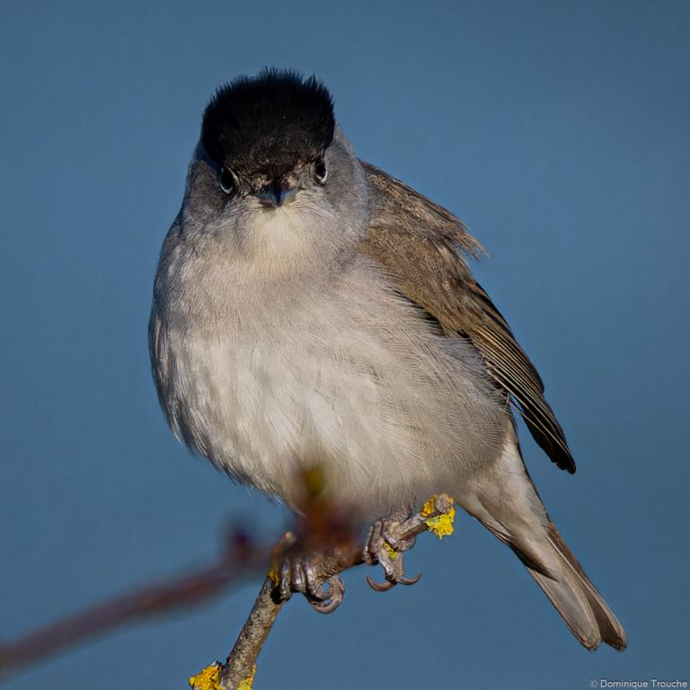 Fauvette à tête noire mâle