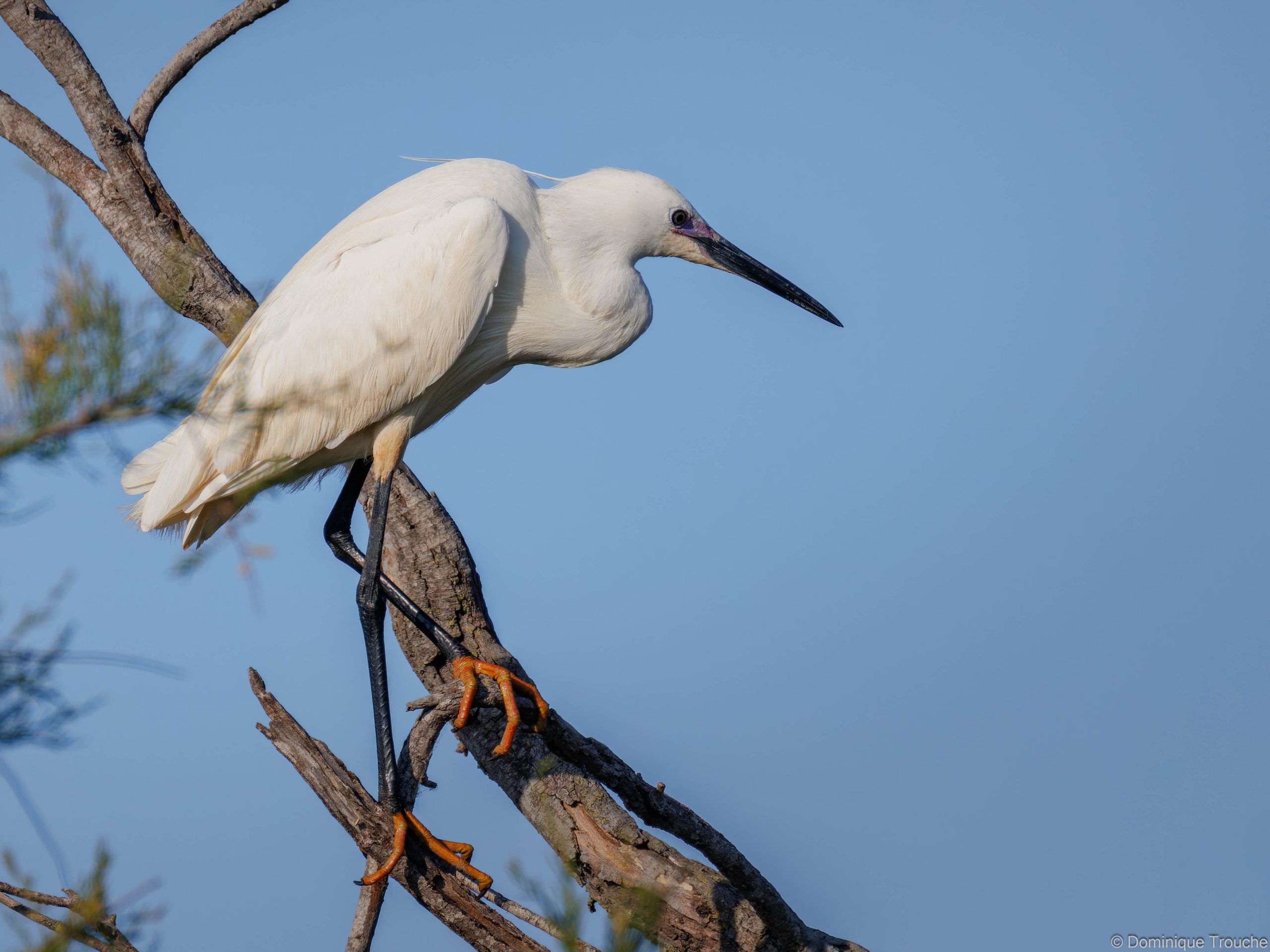 Aigrette Garzette