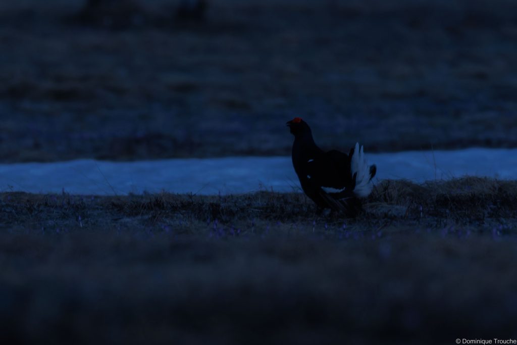Tétras Lyre dans la nuit