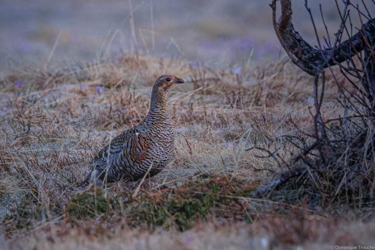 Tétras lyre femelle ou Poule